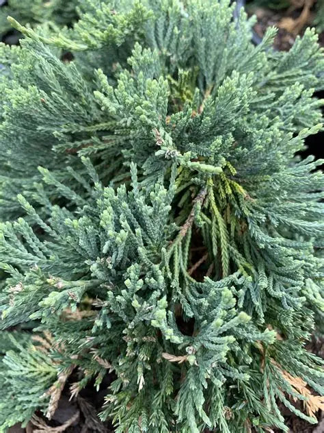 Juniper Blue Rug
