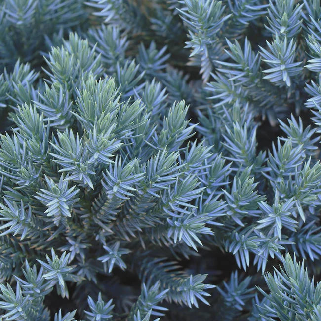 Juniper Blue Star
