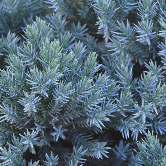 Juniper Blue Star