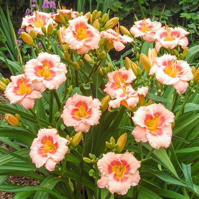 Daylily Blush n Pinkeye