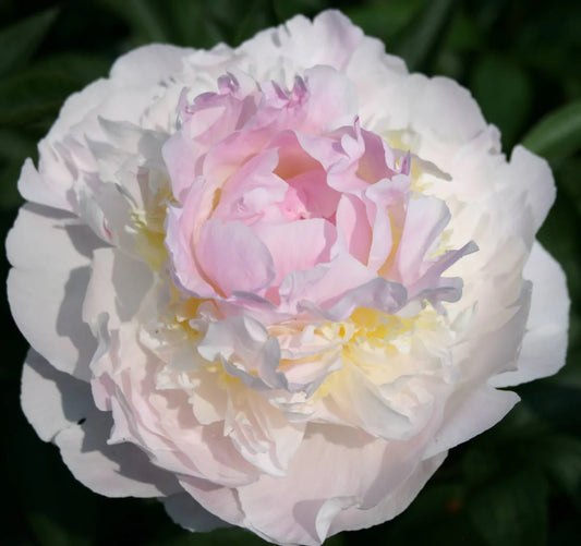 Peony Blush Queen