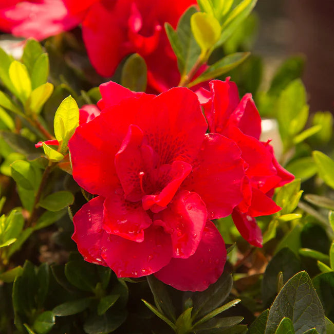 azalea bonfire red