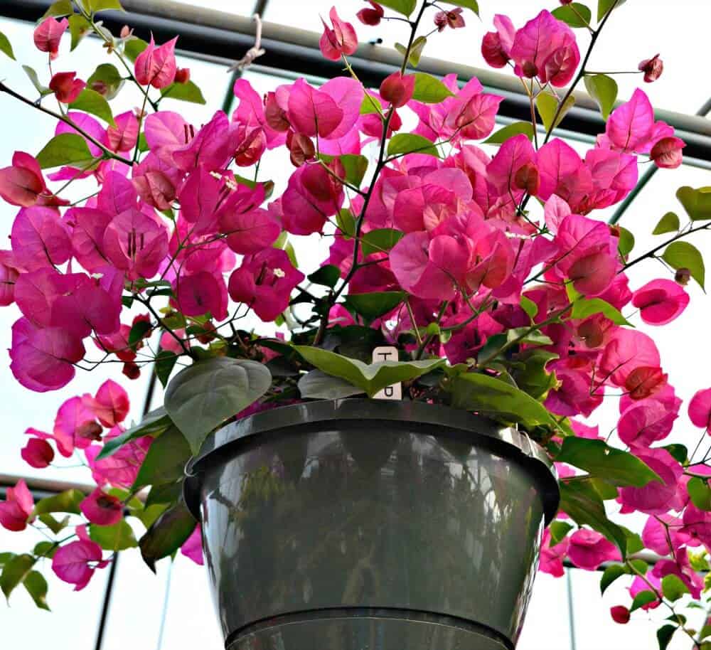 Bougainvillea Basket
