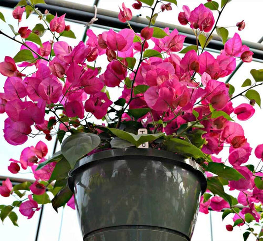 Bougainvillea Basket