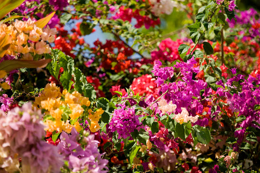 Bougainvillea Mixed Colors