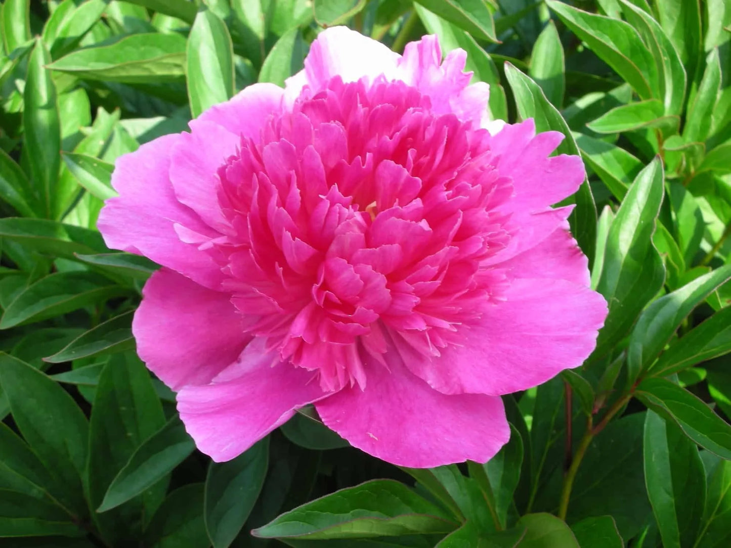 Peony Bouquet Perfect