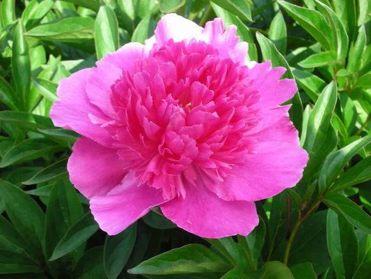 Peony Bouquet Perfect