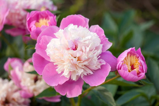 Peony Bowl of Beauty