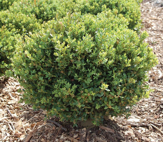 Boxwood Bubbled Green Mound