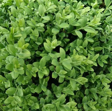 Boxwood Green Mound
