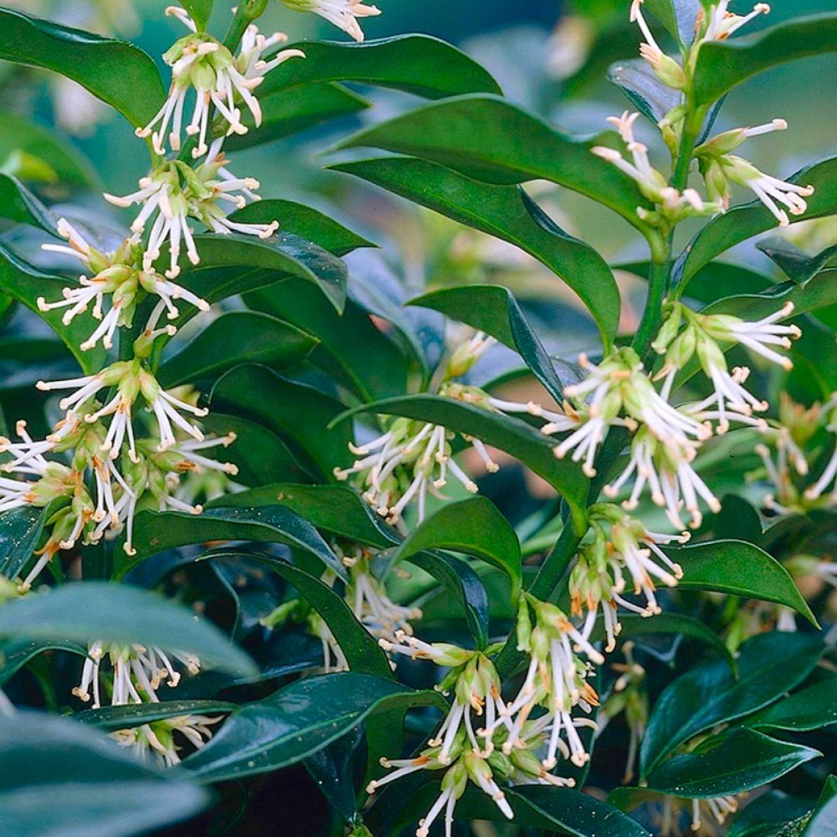 Boxwood-Christmas Sarcococca