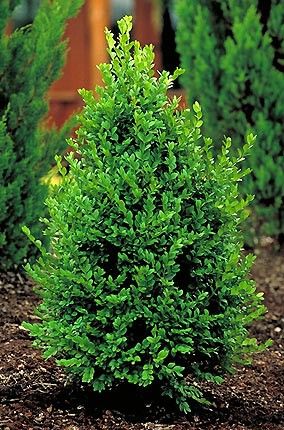 Boxwood Upright Pyramidal