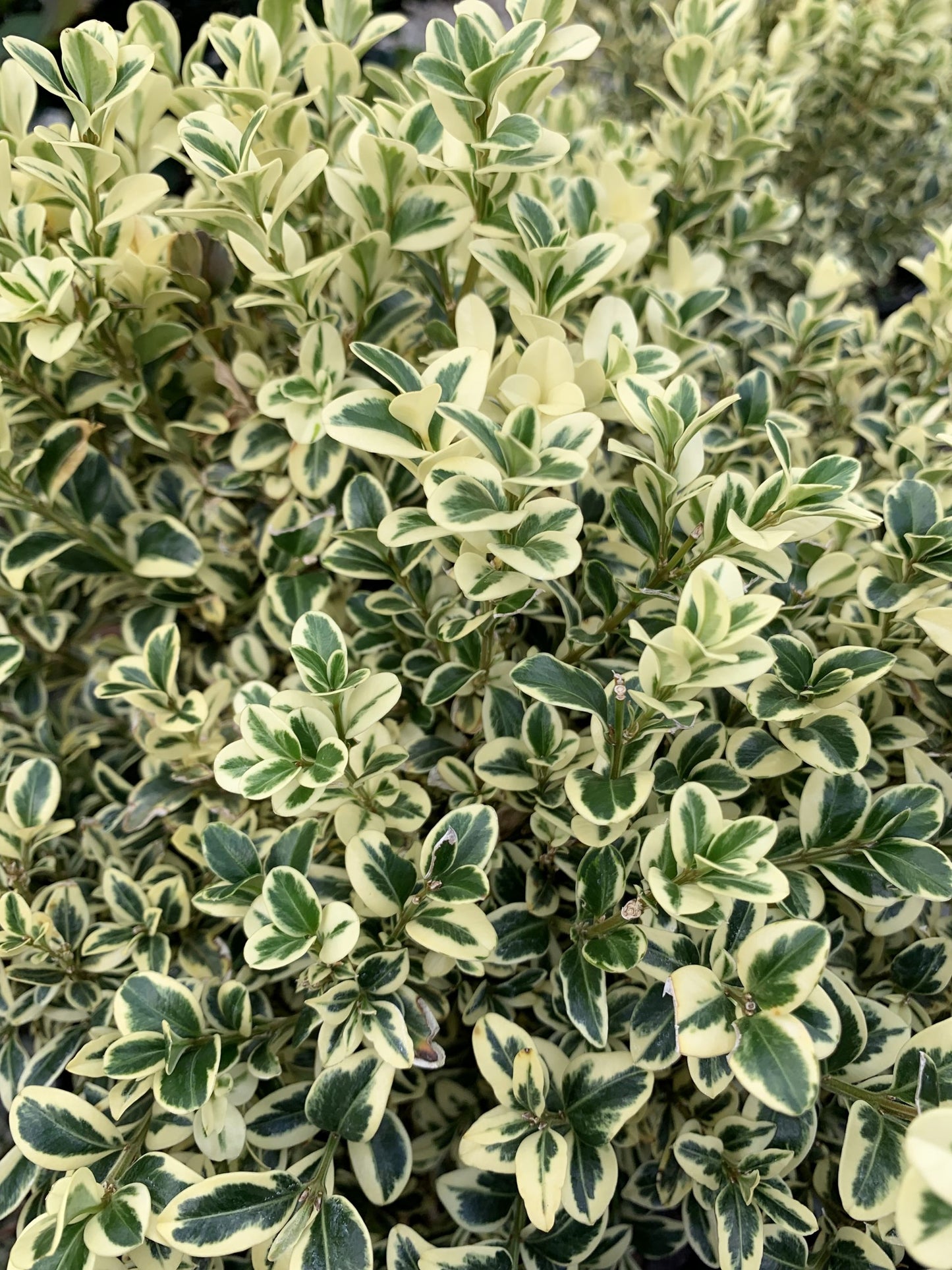 Boxwood-Variegated