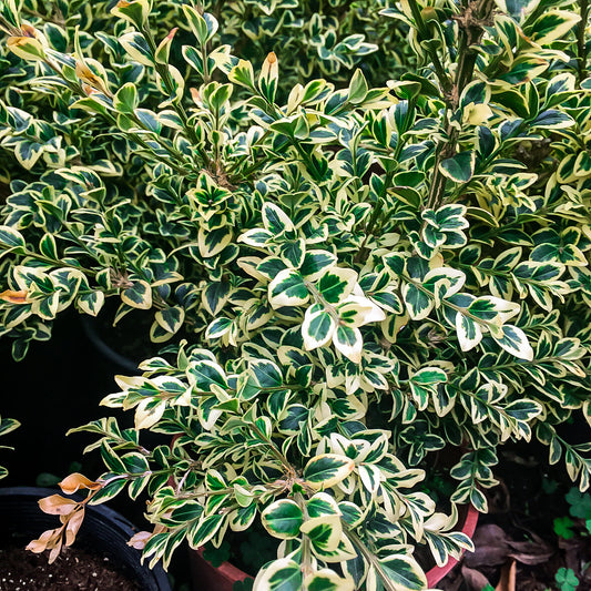 Boxwood Variegated