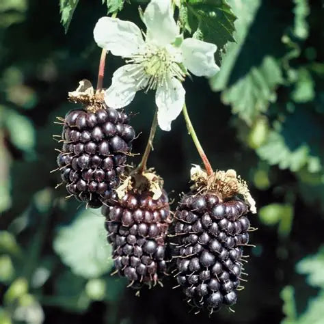 Black Boysenberry