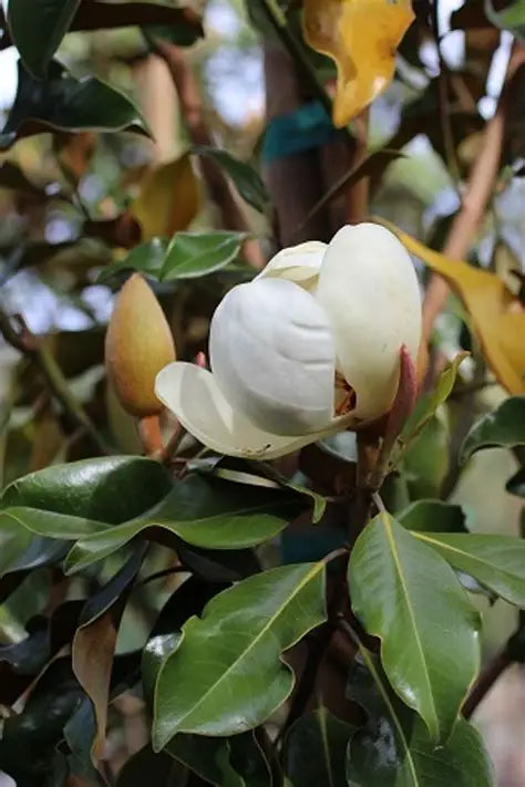 Bracken's Beauty Magnolia
