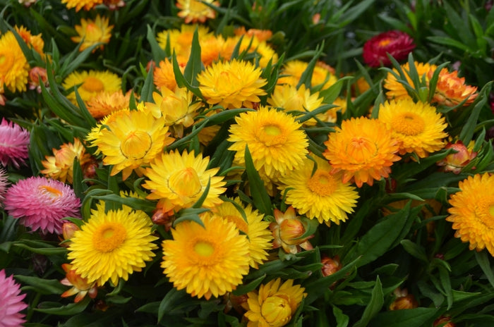 Bracteantha Cottage Yellow