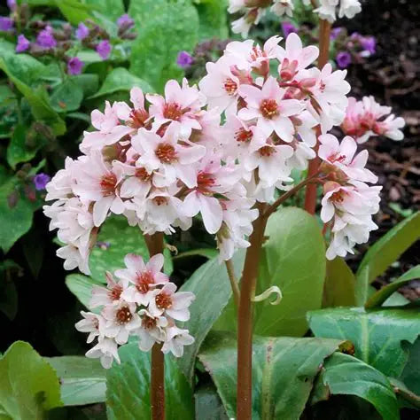 Bergenia-Bressingham