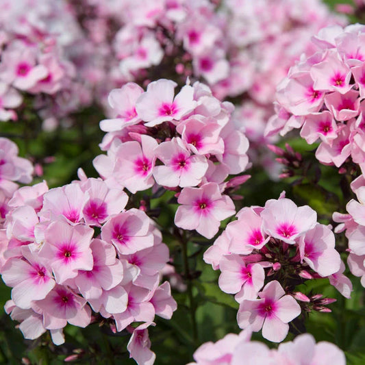 Phlox Tall Bright Eyes