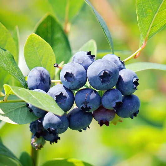 Brightwell Blueberry