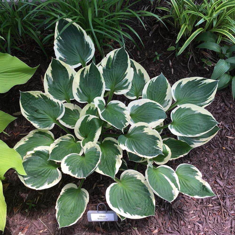 Hosta Brim Cup