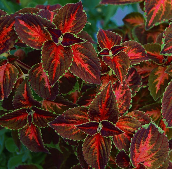 Coleus Bronzy Edge Red