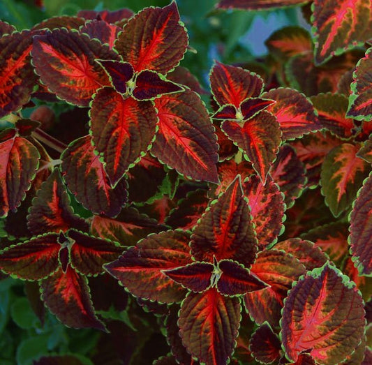 Coleus Bronzy Edge Red