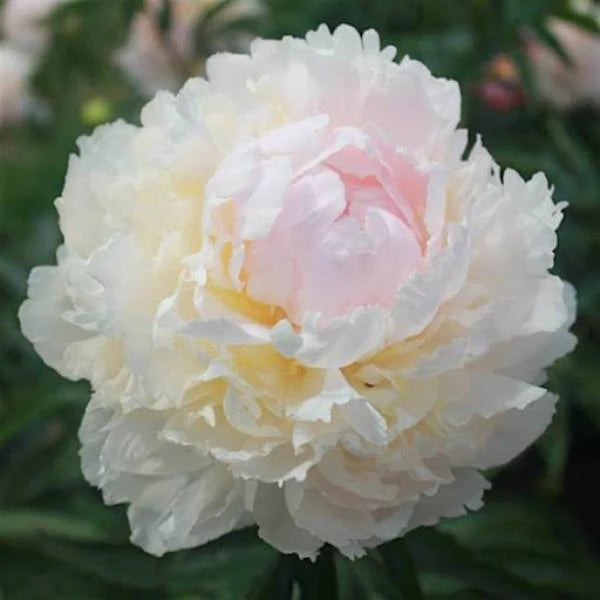 Peony Brother Chuck