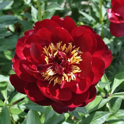 Peony Buckeye Belle