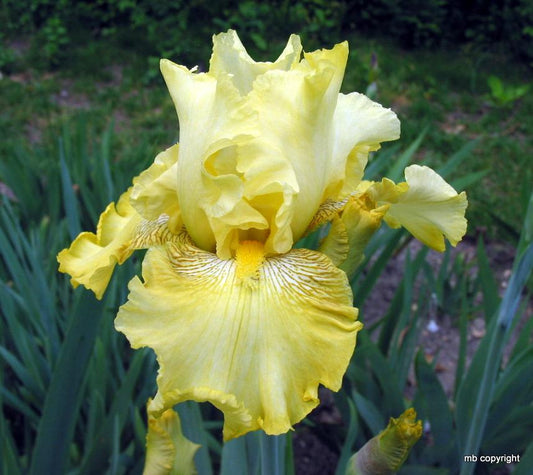 Iris Buckwheat