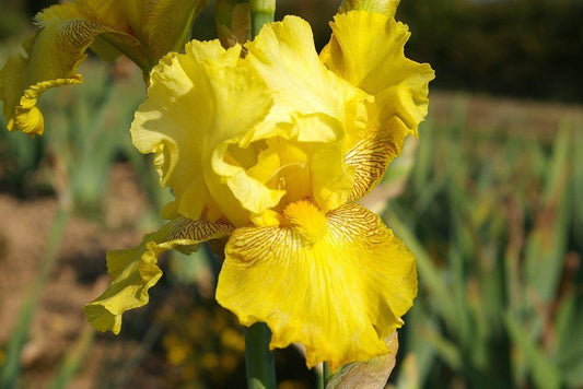 Iris Buckwheat