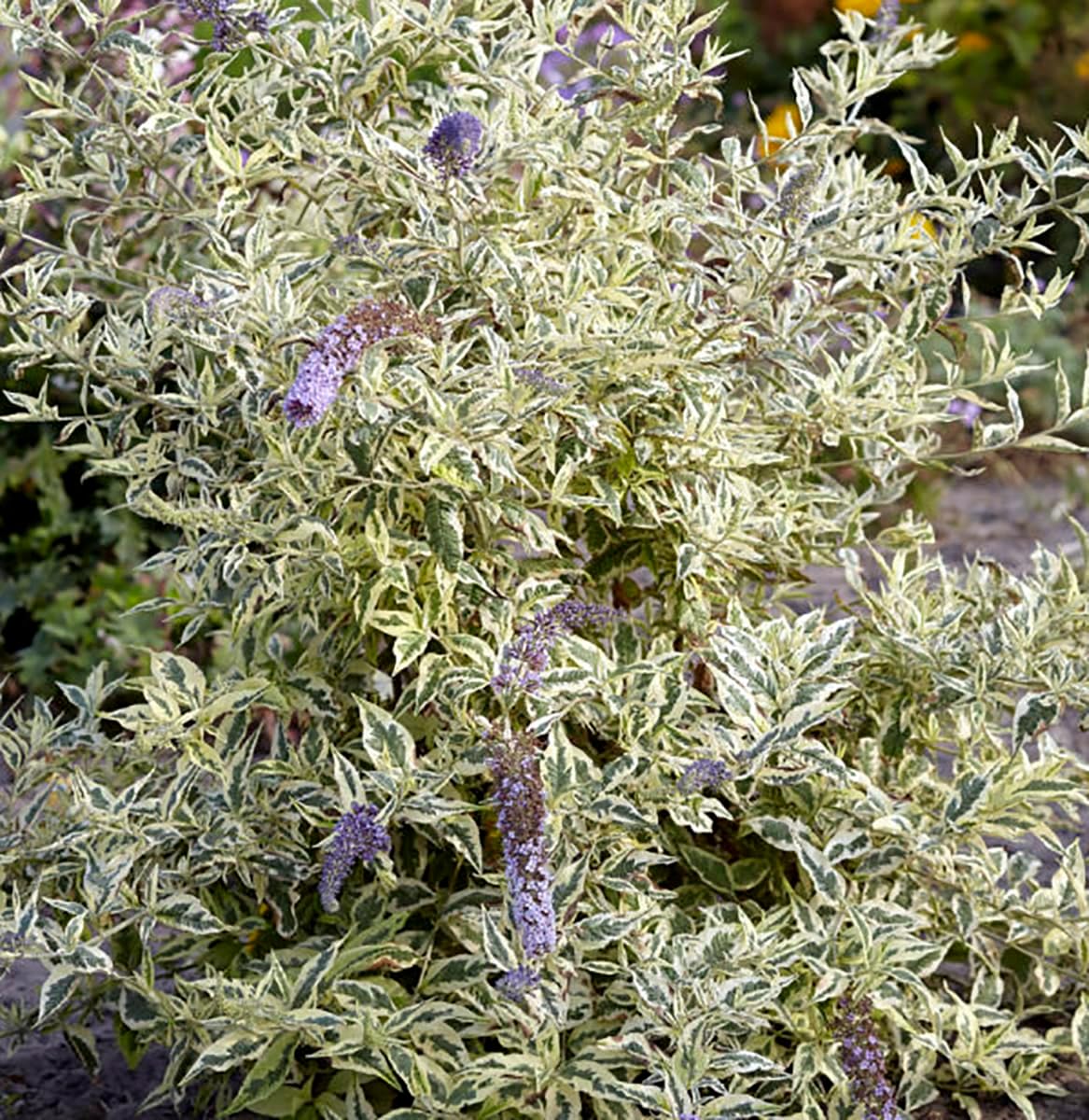 Buddleia Butterfly Bush Variegated