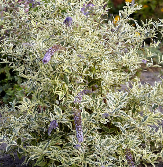 Buddleia Butterfly Bush Variegated
