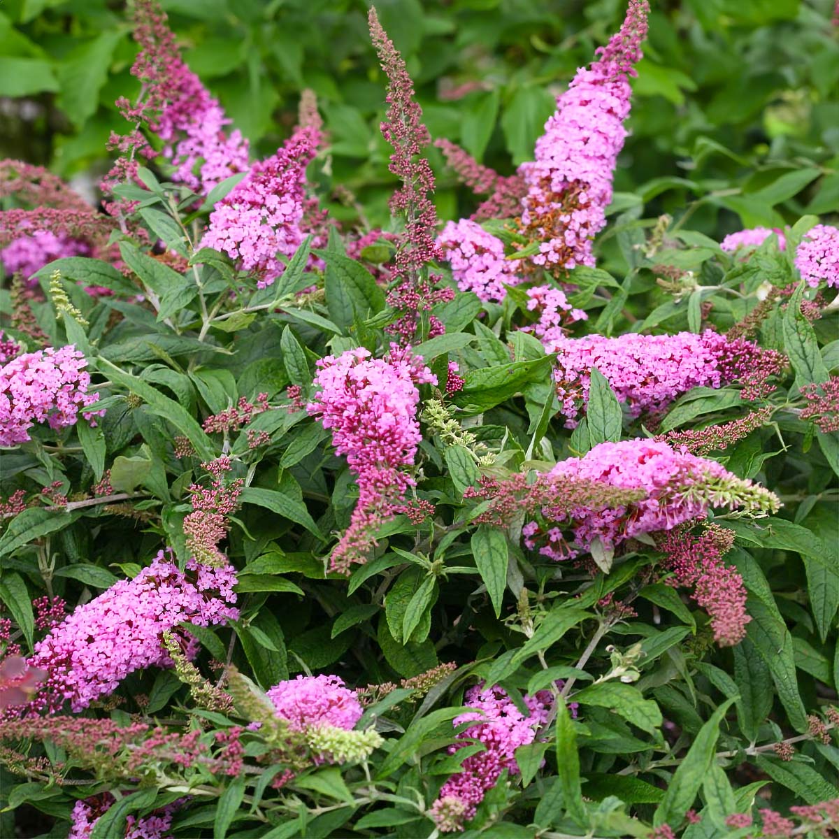 Buddleia Buzz Candy Pink