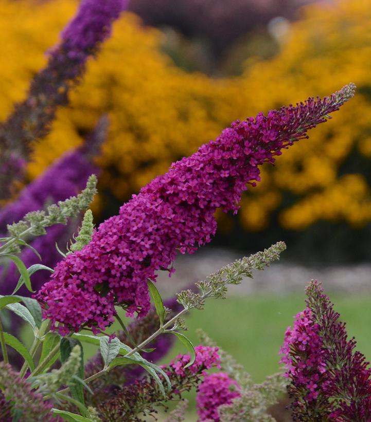 Buddleia Bush Monarch Queen of Hearts