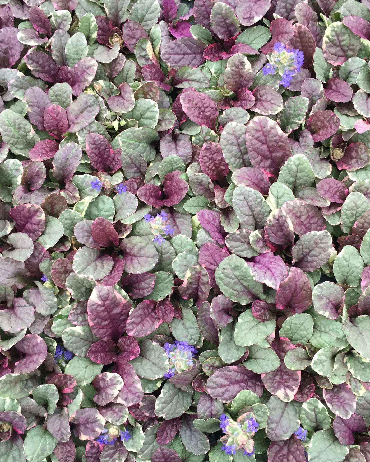 Ajuga Burgundy Glow
