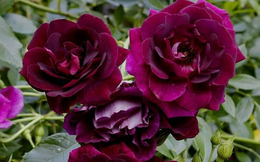 Arborose Burgundy Iceberg