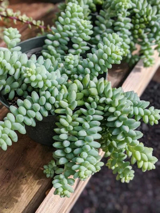 Burrito Tail Succulent