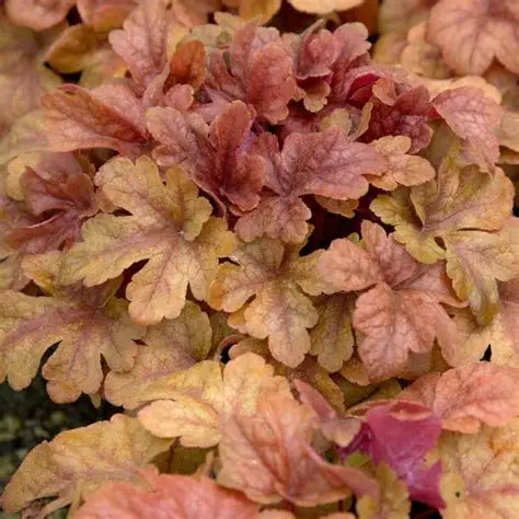 Heuchera-Buttered Rum