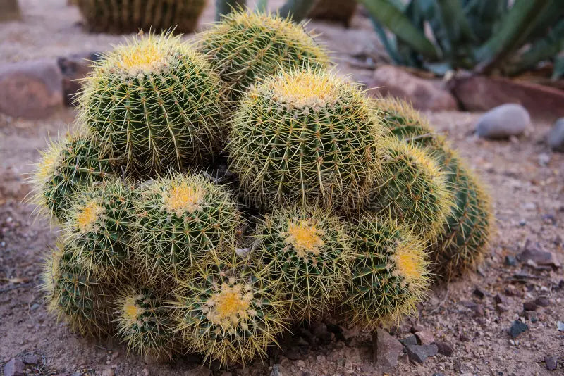 Cluster Cactus