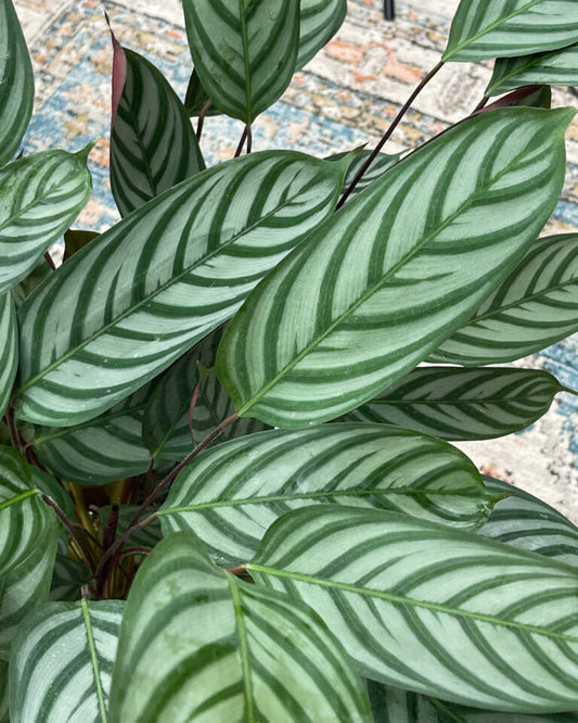 Calathea Setosa