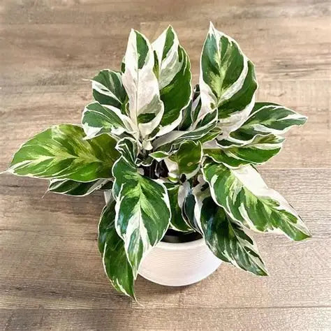 Calathea Tiger Prayer Plant