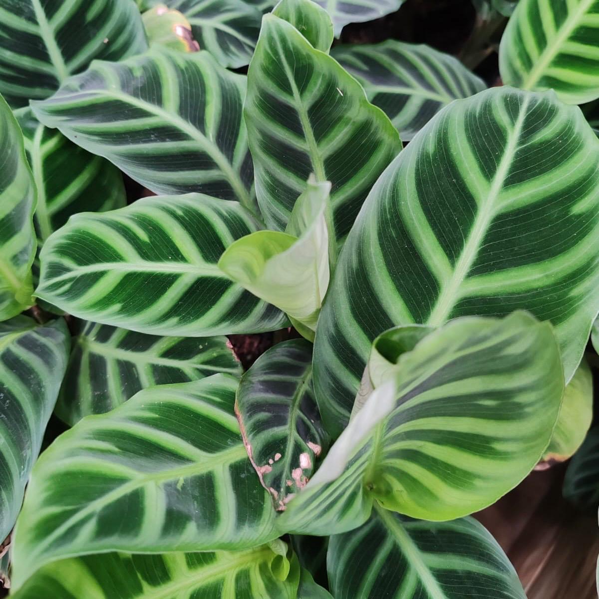 Calathea Zebrina