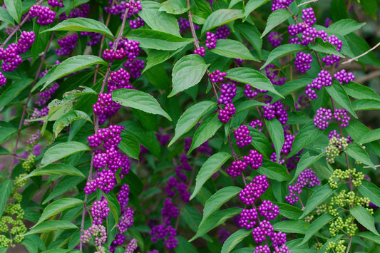 Calicarpia Beautyberry Bush