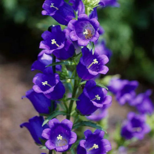 Campanula Champion Blue
