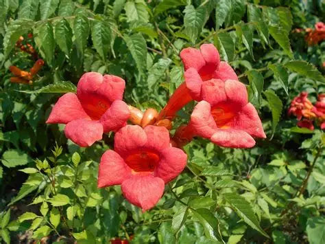 Campsis Trumpet Vine