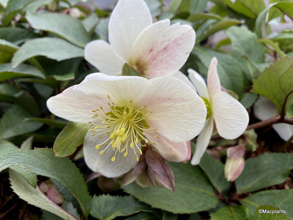 Helleborus-Candy Love