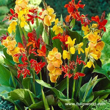 Canna Lily Mix
