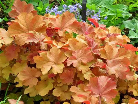 Heuchera-Caramel