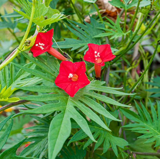 Morning Glory Cardinal